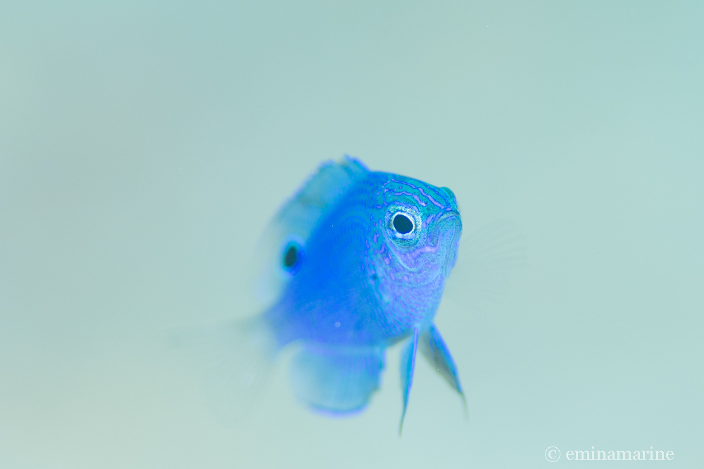 ナガサキスズメダイ