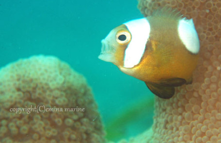 トウアカクマノミ