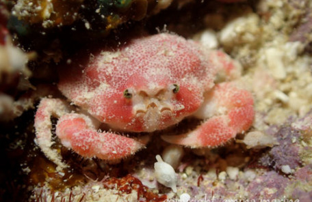 イボツブコブシ