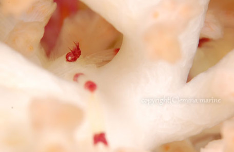 クダヤギクモエビ