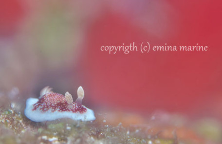 サラサウミウシ