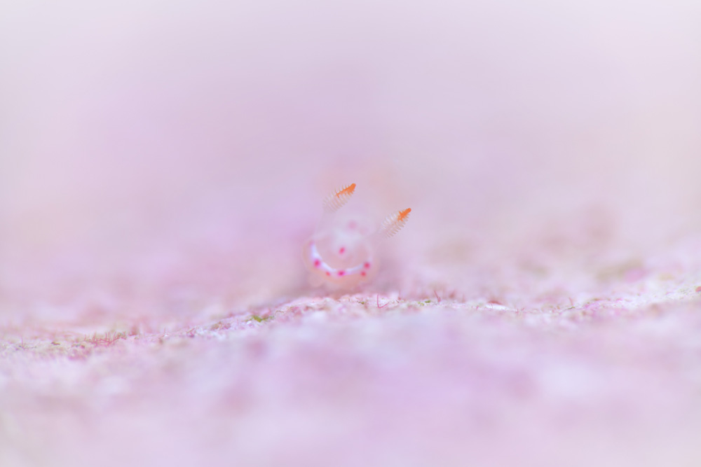 ミカドウミウシ幼体