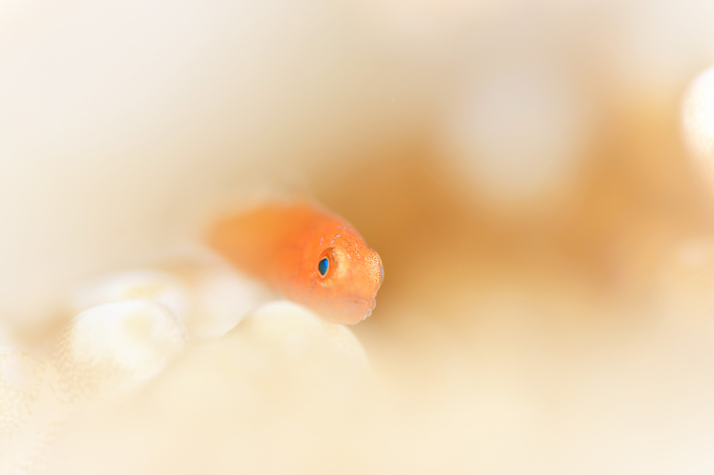 コバンハゼ系の幼魚