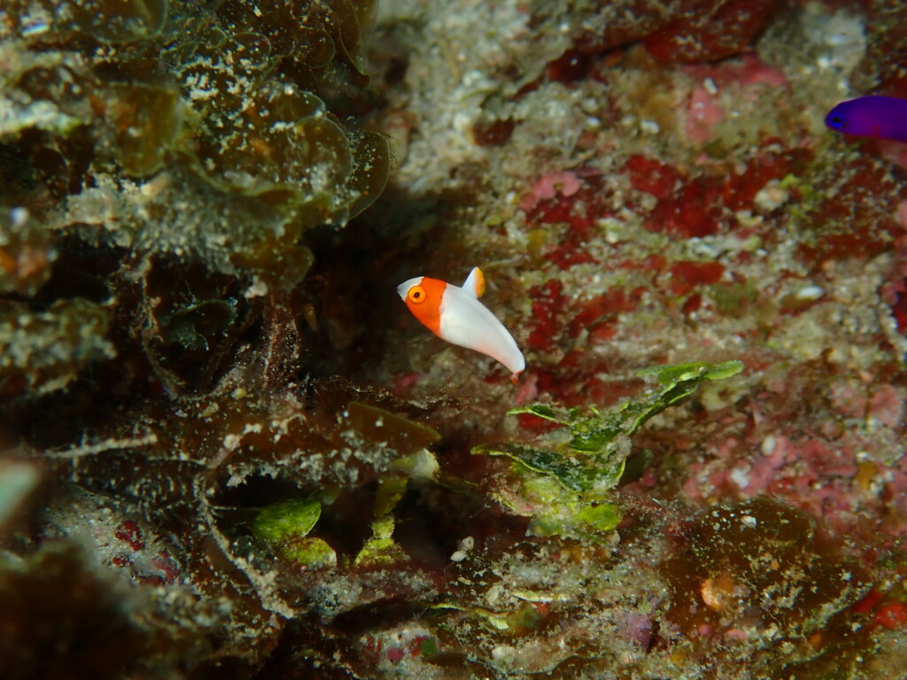 イロブダイ幼魚