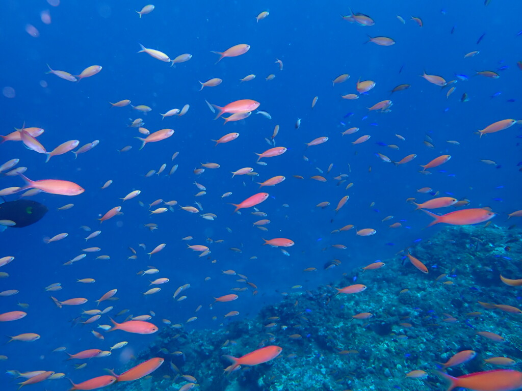 アカネハナゴイ