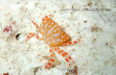 オウギガニの1種