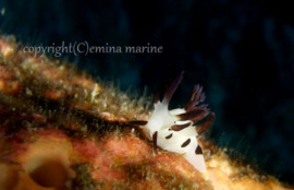 パンダツノウミウシ 宮古島 ダイビングショップ エミナマリン