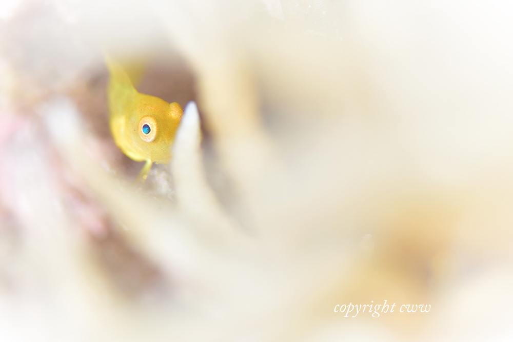 インドカエルウオ幼魚