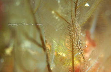 カゲロウカクレエビ