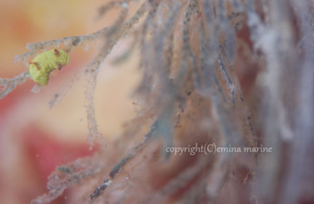 コミドリリュウグウウミウシ