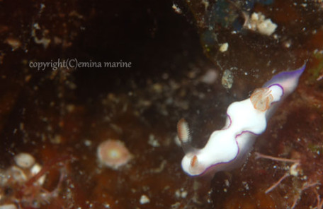 トルンナ・ダニエラエ