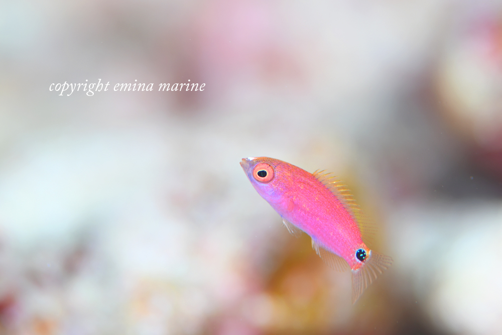 クロヘリイトヒキベラ