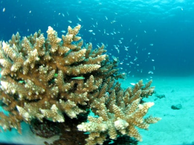 宮古島でサンゴの産卵ダイビング